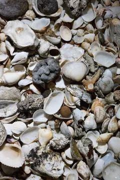 Close view of empty shells of different sizes, without people Stock Photos