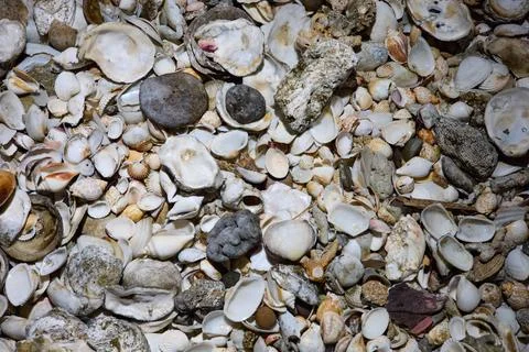 Close view of empty shells of different sizes, without people Stock Photos