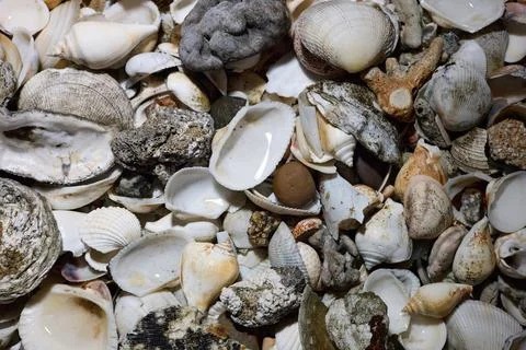 Close view of empty shells of different sizes, without people Stock Photos