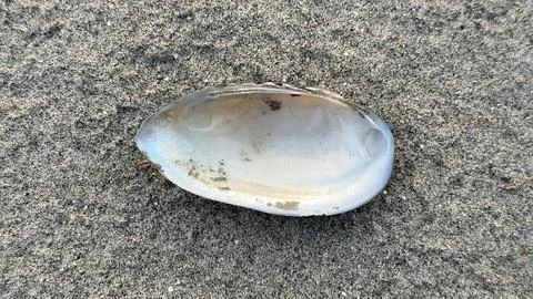 A close up view of an empty white clam shell resting on light brown sand, sho 库存照片