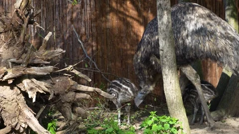 Close up view of emu babies or chicks Stock Footage 272532646