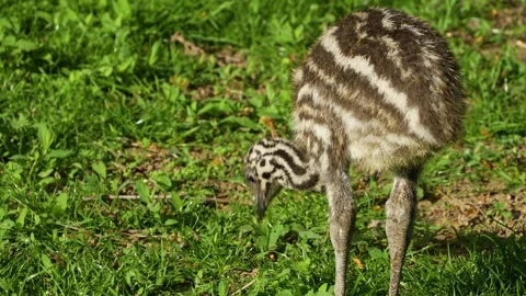 Close up view of emu babies or chicks on a meadow Stock Footage 273745533