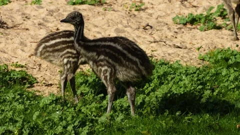 Close up view of emu babies or chicks on a meadow Stock Footage 273745570