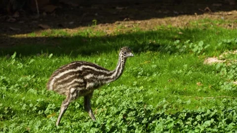 Close up view of emu babies or chicks on a meadow Stock Footage 273745623