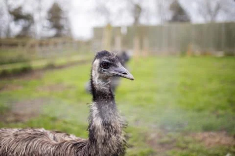 Up close view of an Emu behind a wire fence at a farmyard Fotos de archivo