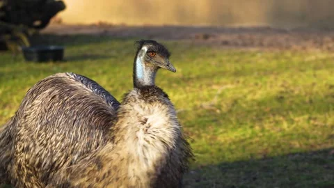 Close view of an Emu Stock Footage 263847863