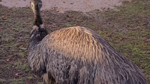 Close view of an Emu  Stock Footage 264126457