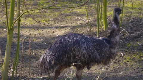Close view of an emu Stock Footage 274636998