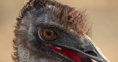 Close view of an emu head and eyes moving around. Dromaius novaehollandiae. Stock Footage 270753343