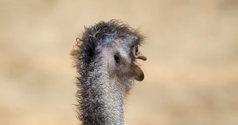 Close view of an emu head and eyes moving around. Stock Footage 271233008