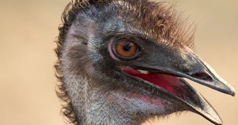 Close view of an emu head, Dromaius novaehollandiae. Stock Footage 272790267