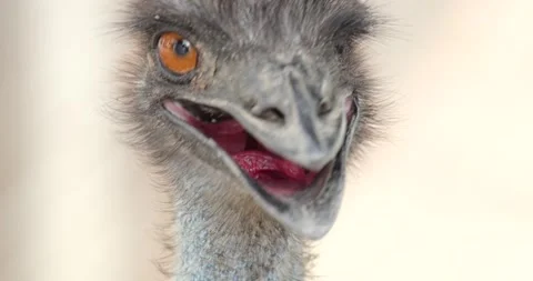 Close view of an emu head, Dromaius novaehollandiae. Stock Footage 279231698