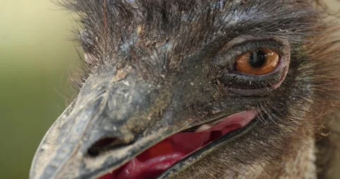 Close view of an emu head, Dromaius novaehollandiae. Stock Footage 279307036