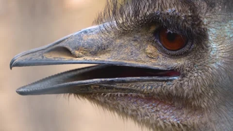Close up view of an Emu head Stock Footage 251713714