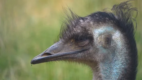 Close up view of an Emu head Stock Footage 251713745