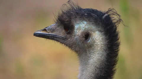 Close up view of an Emu head  Stock Footage 251713871