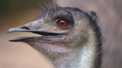 Close view of an Emu head Stock Footage 251740704