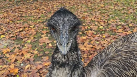 Close view of an Emu head Stock Footage 257362188