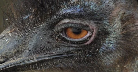 Close view of an emu head. Stock Footage 279637913