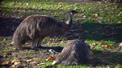 Close view of an Emu relaxing Stock Footage 294834691