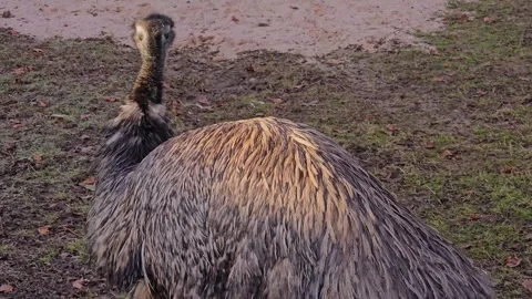 Close view of an Emu walking  Stock Footage 264291421