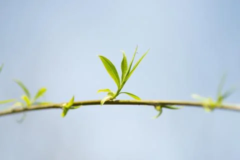 Close up view of the end of a weeping willow branch with newly sprouted leave Stock Photos