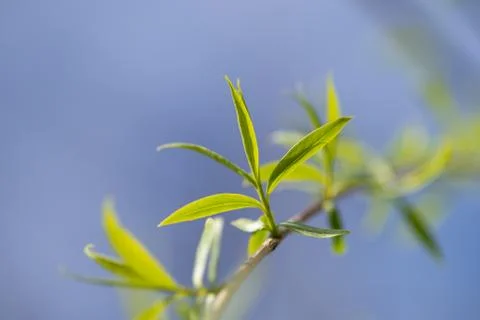 Close up view of the end of a weeping willow branch with newly sprouted leave Stock Photos