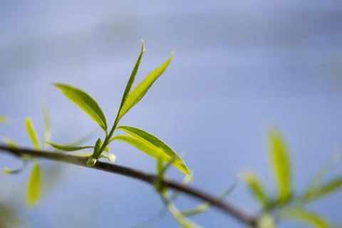 Close up view of the end of a weeping willow branch with newly sprouted leave Stock Photos