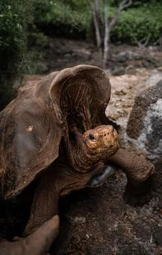 Close up view of endemic giant tortoise, Galapagos Islands, Ecuador. Fronta.. Stock Photos