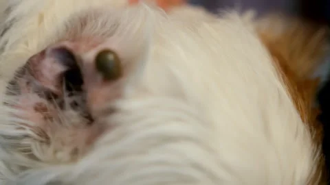 Close up view of an engorged tick attached to a dog's skin near the eye Stock Footage 340156155