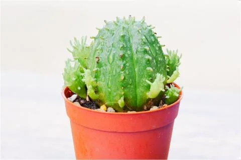 Close-up view of Euphoria cactus Stock Photos