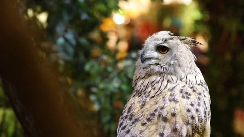 Close up view of an eurasian eagle owl looking around, its brown and white .. Stock Footage 333488589