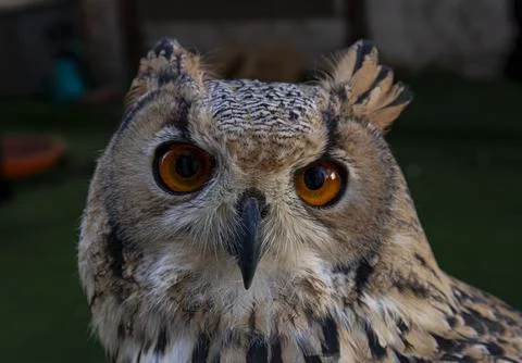 Close up view of a Eurasian eagle owl with visible facial disk and ear tuft.. Stock Photos