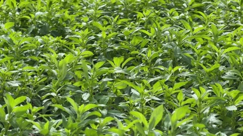 Close view of evenly spaced Peppermint rows receiving water from irrigation Stock Footage 331581080
