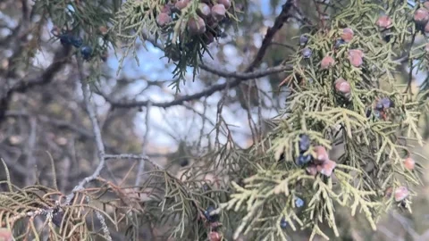 Close view of evergreen branch with small cones outdoors, natural conifer plant Stock Footage 336960221