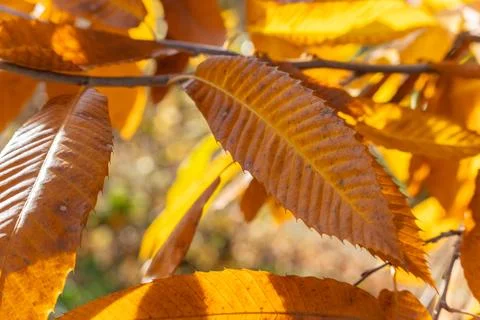 Close-up view of evergreen branches 写真素材
