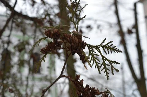 Close-up view of evergreen branches with seed cones on a cloudy day in a park Stock Photos