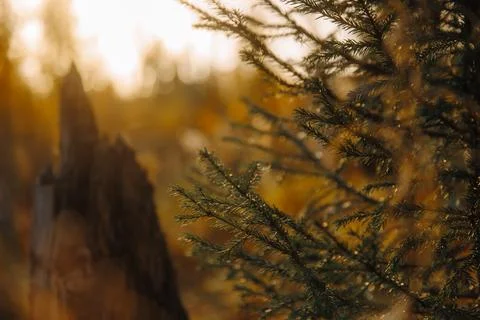 Close-up view of evergreen branches with sunlight filtering through, showcasing Stock Photos