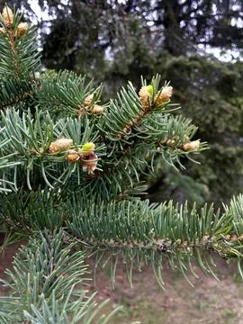 Close-up view of evergreen conifer tree branches with new growth and buds Stockfoto's