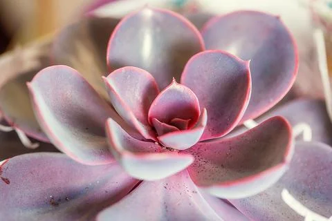 Close-up view of evergreen succulent with rosettes of colourful pink leaves Foto stock