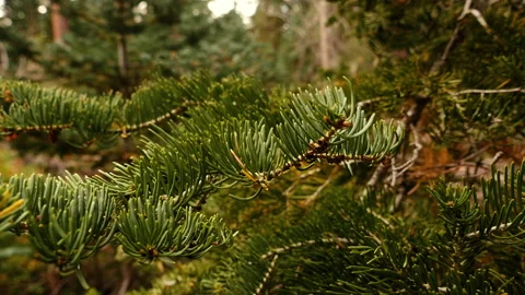 Close Up View of Evergreen Tree Branch Stock Footage 163928936