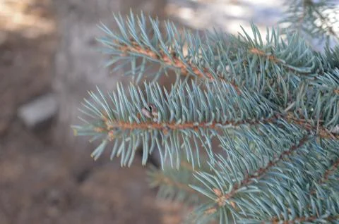 Close-up view of evergreen tree branches in a natural setting during daylight Stock Photos