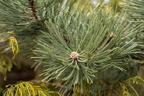 Close view of evergreen tree branches showing green needles and pine cone i.. Stock Photos