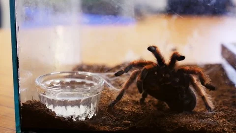 Close up view of exotic, dangerous tarantula in a terrarium. Exotic spider Stock Footage 99361002