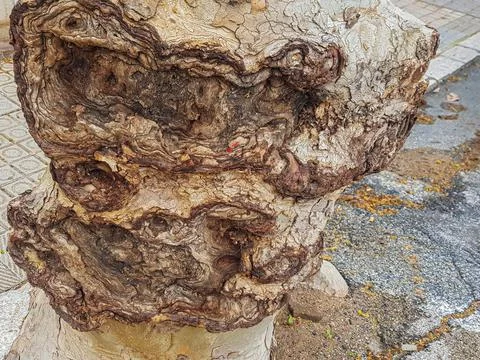 A close-up view of an extraordinary tree trunk displaying unique gnarled patt Stock Photos