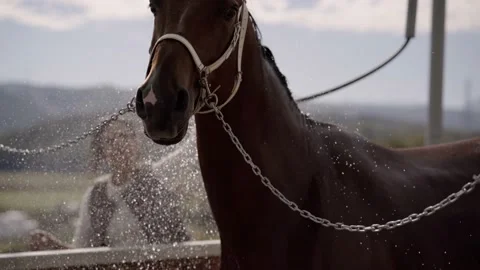 Close up view of the face of a brown chocolate color horse standing outside on Vídeo Stock 227305395