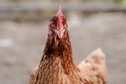 Close-up view of the face of the front of a rooster. 스톡 사진