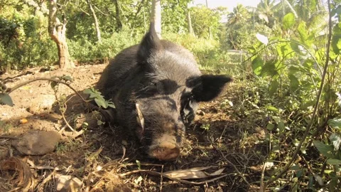 Close up view of face head of a giant black boar pig with fangs sleeping lazy la Video stock 237622173