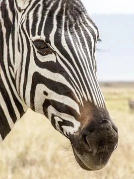 An up close view of the face of a zebra inside the Ngorongoro Crater in Stock Photos