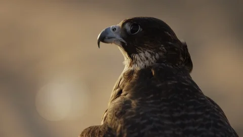 Close view of a falcon in the desert Stock Footage 86605818
